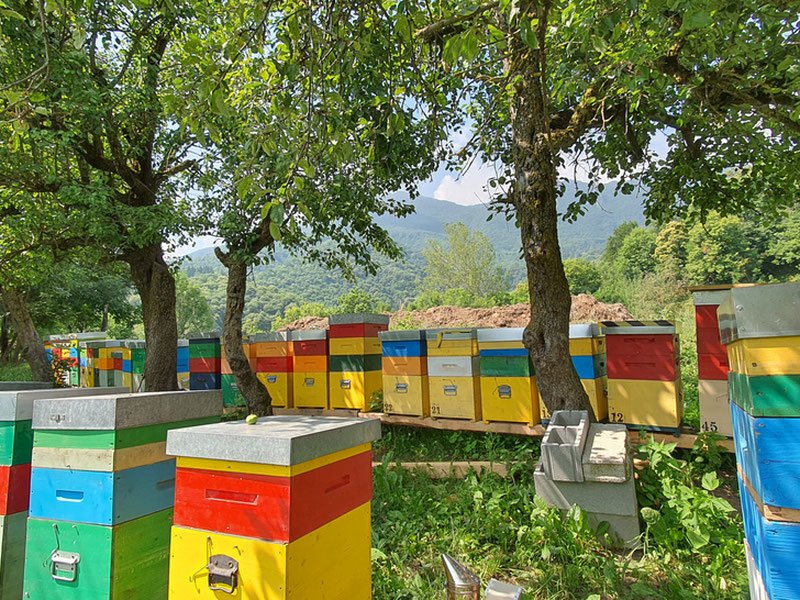 Simone Fantino apiarium_italianhoney