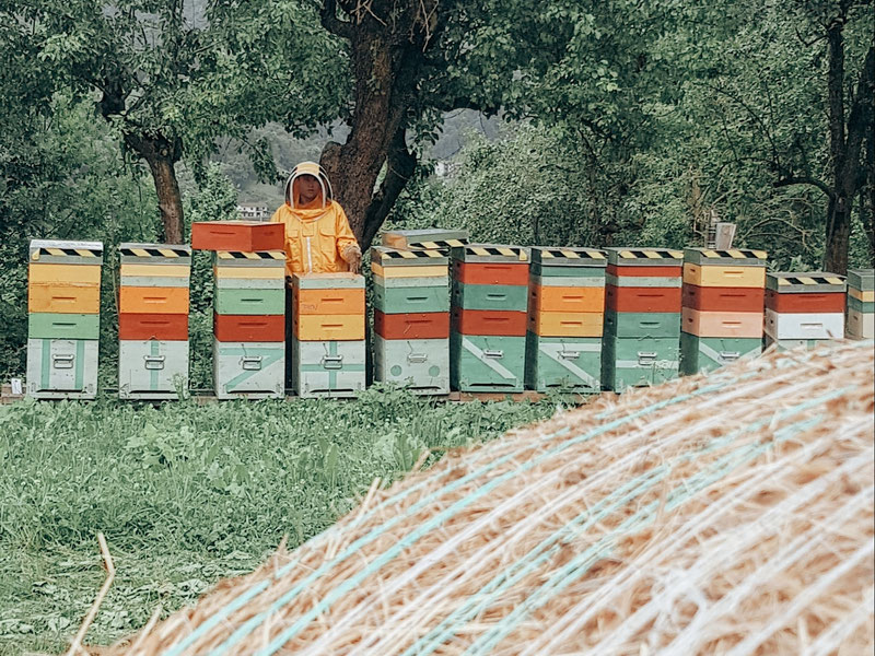 Simone Fantino apiarium_italianhoney