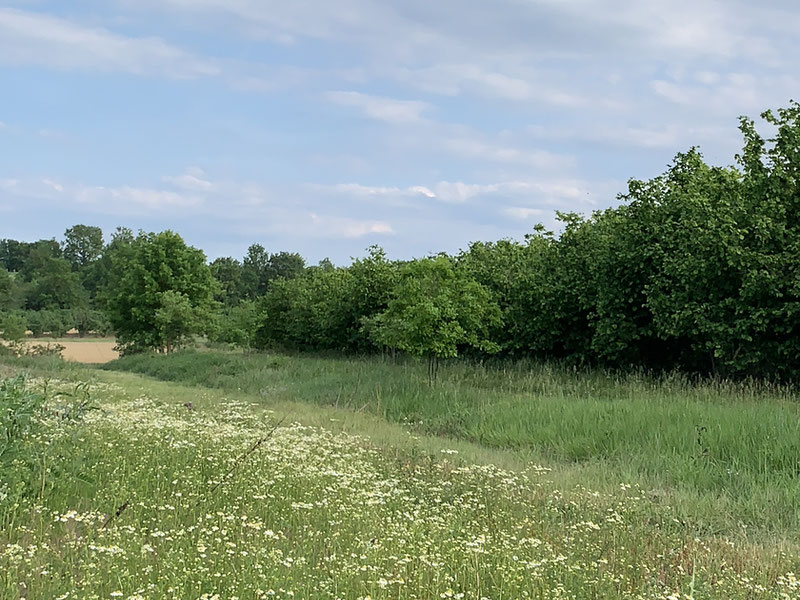 Azienda apistica Andreja Bezjak Fogliata