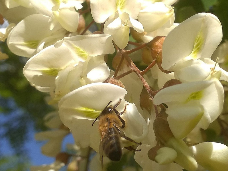 Dai fiori alla tavola...apicoltura biologica di Forno Enrico