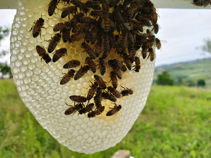 apicoltura San Desiderio